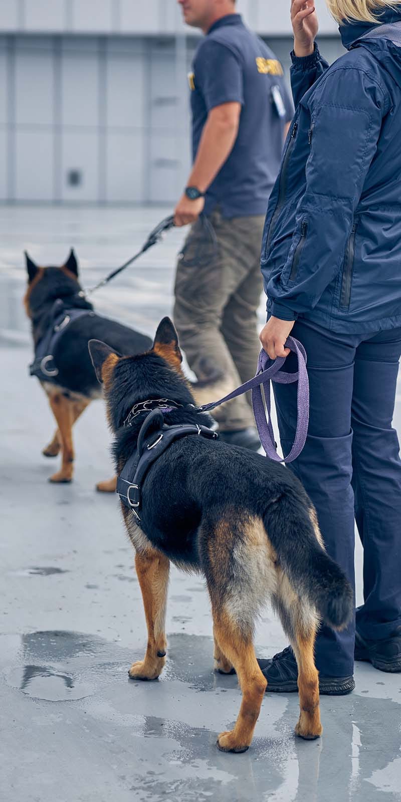 security-workers-with-dogs-guarding-airport-territs-32SCNMS.jpg security-workers-with-dogs-guarding-airport-territs-32SCNMS.jpg